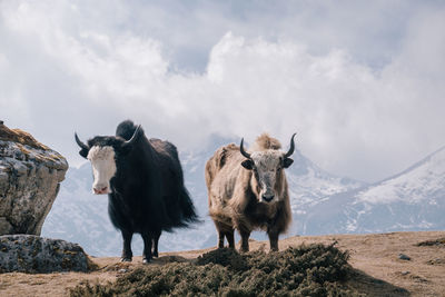 Cows on field against sky