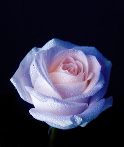 Close-up of rose flower against black background