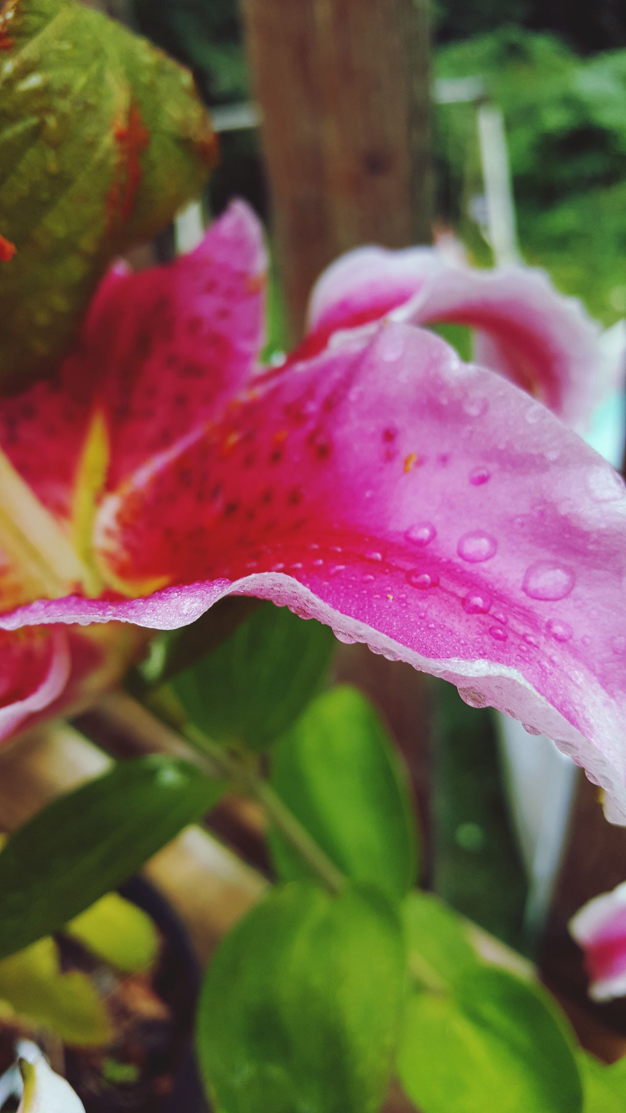 Stargazer lily