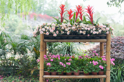 Close-up of potted plant