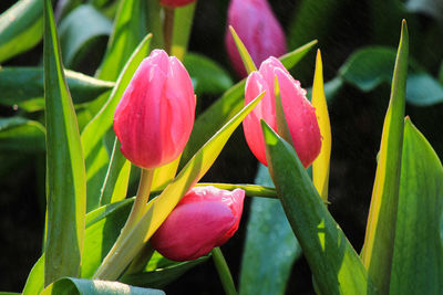 Close-up of pink flowers