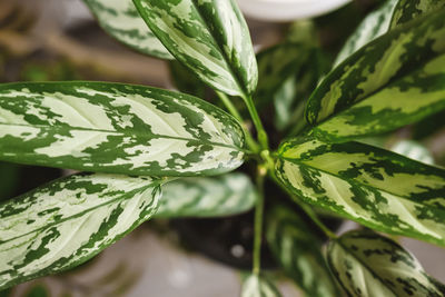 Close-up of fresh green leaves