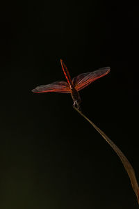 Close-up of insect over black background