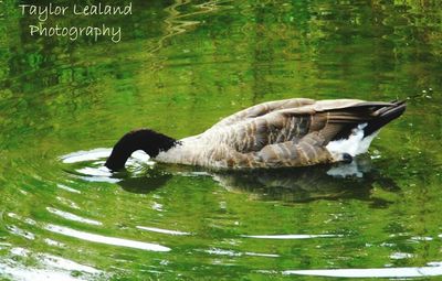 Birds in the lake