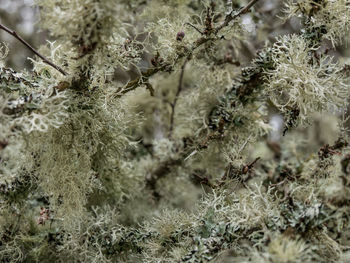 Close-up of lichens growing on plant