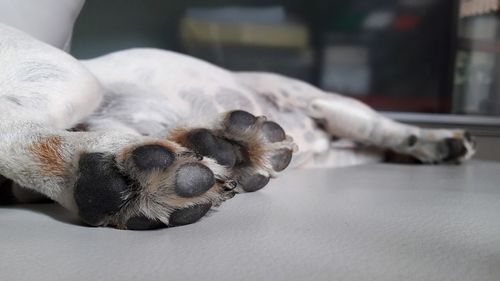 Close-up of a cat sleeping