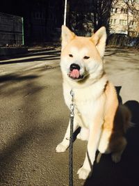 Dog sitting on street