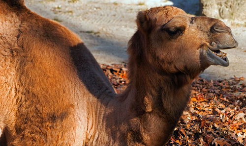 Close-up of camel