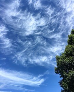 Low angle view of trees against blue sky