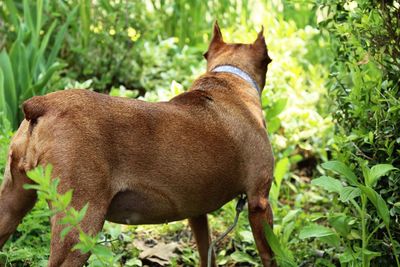 Side view of a dog looking away