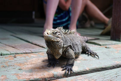Female friends looking away while sitting on footpath