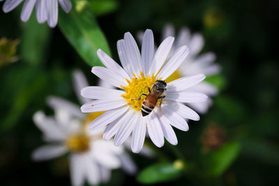 Close-up of insect on flower