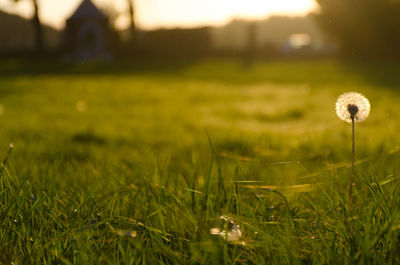 Close-up of flower growing on field