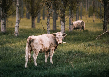 Portrait of cow standing on grassy field in forest