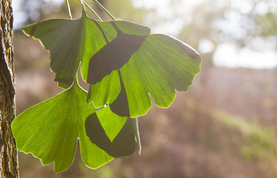 Close-up of fresh green leaves