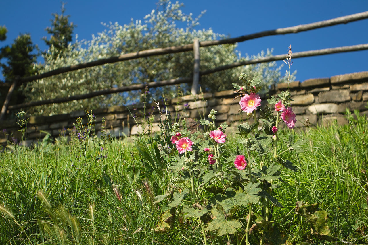 PINK FLOWERING PLANTS ON FIELD