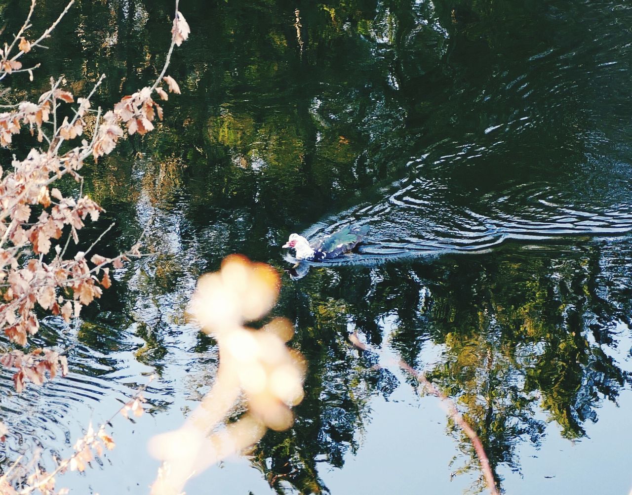 tree, water, nature, real people, one person, day, beauty in nature, growth, outdoors, sky