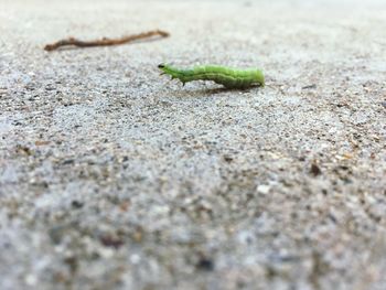 Close-up of lizard