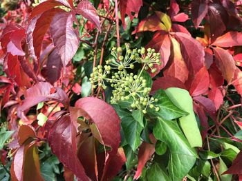 Close-up of plants