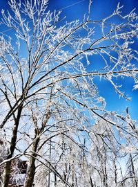 Low angle view of bare tree against blue sky