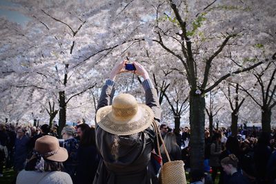 Rear view of people on cherry blossom