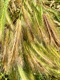 Full frame shot of wheat growing on field