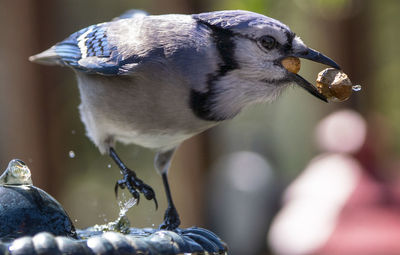 Close-up of duck eating bird feeder