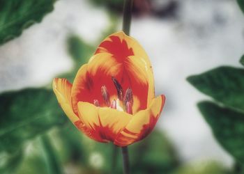 Close-up of orange hibiscus blooming outdoors
