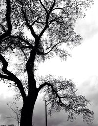 Low angle view of bare trees against sky