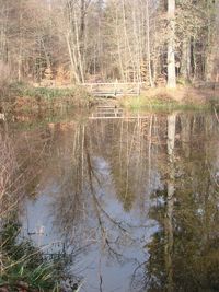 Reflection of trees in lake