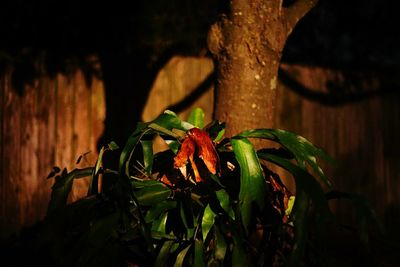 Close-up of flower plant at night