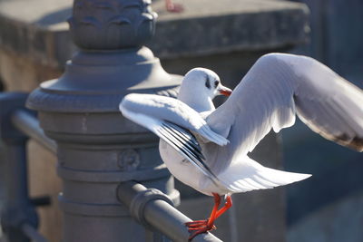 Close-up of bird flying