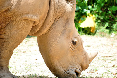 Sumatran rhino found in malaysia is one of the most endangered mammals in malaysia