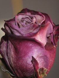 Close-up of flower plant