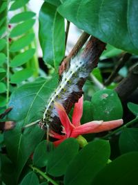Close-up of insect on plant