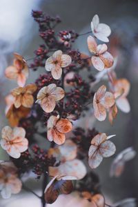 Close-up of flowers on tree