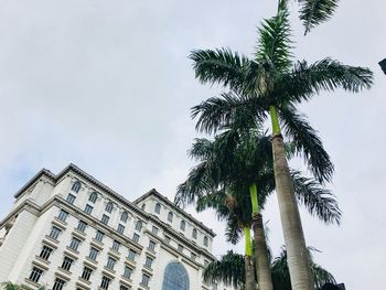 Low angle view of palm tree and building against sky