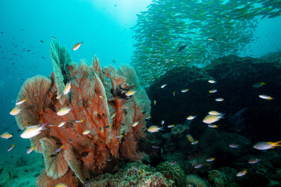 Fish swimming in sea