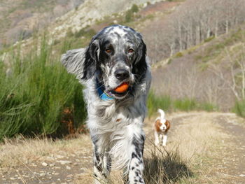 English setter carrying a toy to it's owner