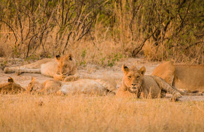 Lioness in the savannah of in zimbabwe, south africa