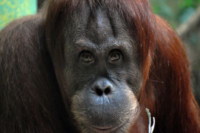 Close-up portrait of monkey