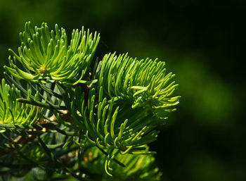 Close-up of plant