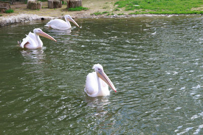 High angle view of swans swimming in lake