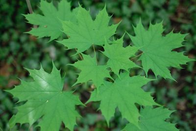 Close-up of leaves on plant