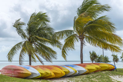 Palm tree by sea against sky