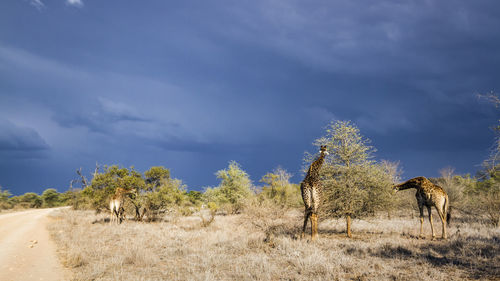 Giraffes on field against sky