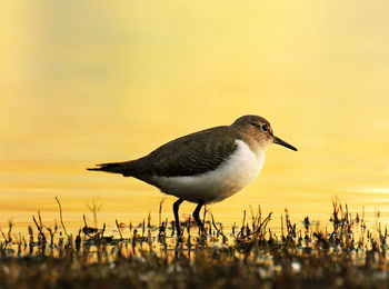 Close-up of bird perching on beach