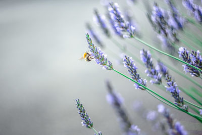 Bee pollinating on lavenders