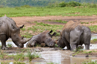 Three white rhinos taking a bath