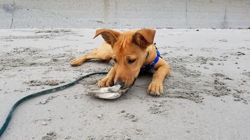 Dog in sand